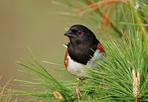 Towhee: Eastern Towhee - male
