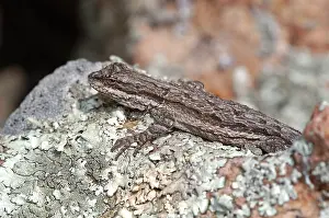 Phrynosomatidae: Eastern Tree Lizard