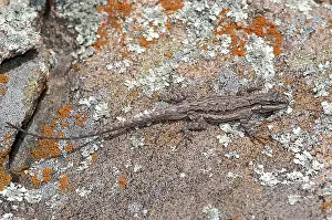 Phrynosomatidae: Eastern Tree Lizard
