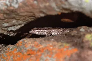 Phrynosomatidae: Eastern Tree Lizard