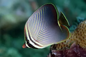 Butterflyfish: Eastern Triangular Butterflyfish - Pulau Viawar