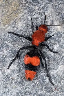 Eastern Velvet Ant