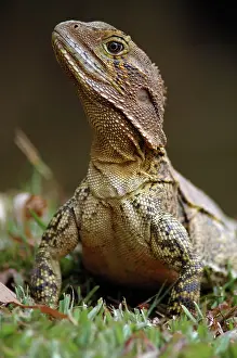 Agamidae: Eastern Water Dragon
