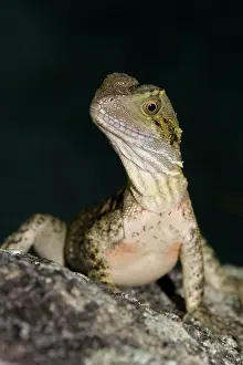 Eric Lindgren: Eastern Water Dragon - juvenile about 18 months