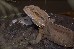 Dragon: Eastern Water Dragon - resting on a rock - Davies