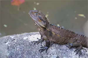 Dragon: Eastern Water Dragon - resting on a rock - Davies