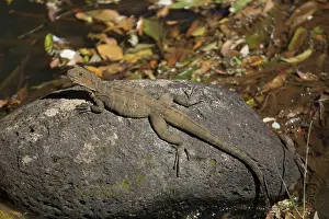 Sunning: Eastern Water Dragon - Sunning itself on a rock