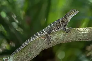 Motionless: Eastern Waterdragon - adult sitting motionless