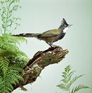 Whipbird: EASTERN WHIPBIRD