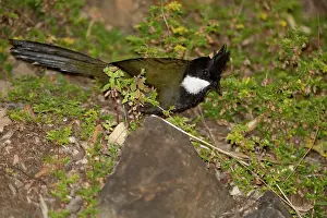 Olivaceus: Eastern Whipbird