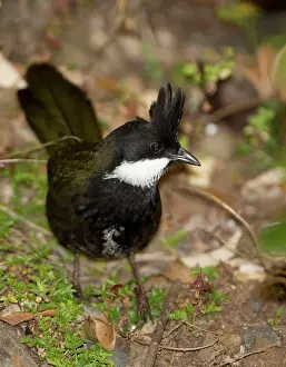 Olivaceus: Eastern Whipbird