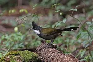 120618: Eastern Whipbird