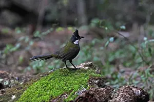 Whipbird: Eastern Whipbird