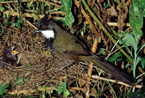 Olivaceus: Eastern Whipbird - adult at nest with young