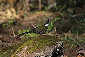 Whipbird: Eastern Whipbird after a bath