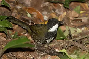 Tableland: Eastern Whipbird - Foraging on the ground - Mt