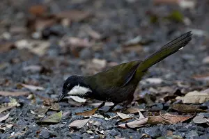 Tableland: Eastern Whipbird - Foraging in a rainforest clearing