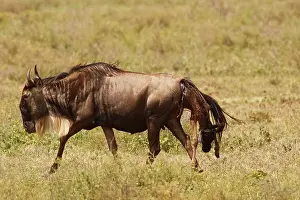 Calving: Eastern White-bearded Wildebeest calving