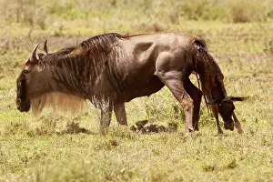 Calving: Eastern White-bearded Wildebeest calving