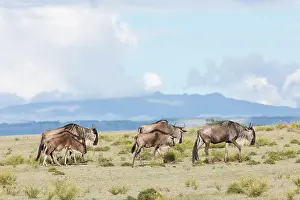 Crescent: Eastern white-bearded wildebeest (Connochaetes