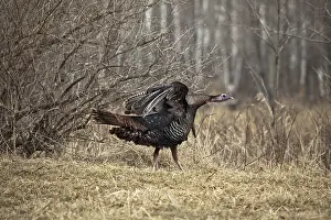 Ruffled: Eastern Wild Turkey