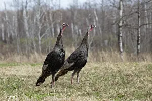 Gobbler: Eastern Wild Turkey