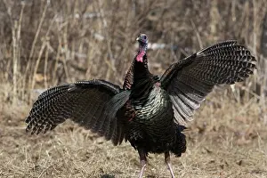 Gobbler: Eastern Wild Turkey