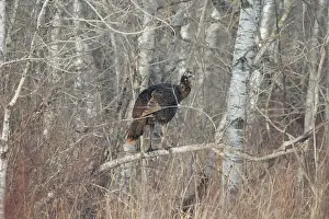 Gallopavo: Eastern Wild Turkey