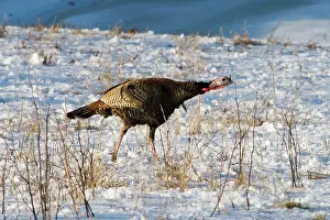 Gallopavo: Eastern Wild Turkey