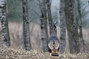 Gallopavo: Eastern Wild Turkey