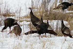Turkeys: Eastern Wild Turkeys