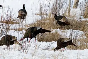 Turkeys: Eastern Wild Turkeys