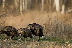 Turkeys: Eastern Wild Turkeys