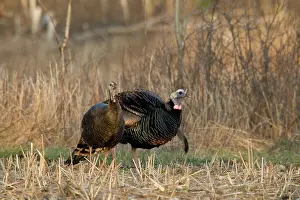 Turkeys: Eastern Wild Turkeys