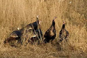 Gobbler: Eastern Wild Turkeys