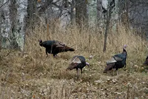 Gamebird: Eastern Wild Turkeys