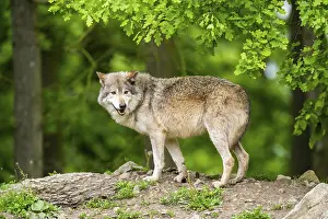 Hills: Eastern wolf (Canis lupus lycaon) standing on a little hill