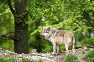 Hills: Eastern wolf (Canis lupus lycaon) standing on a little hill