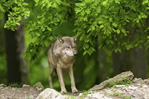 Hills: Eastern wolf (Canis lupus lycaon) standing on a little hill