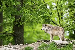 Hills: Eastern wolf (Canis lupus lycaon) standing on a little hill
