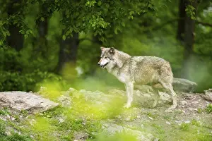 Hills: Eastern wolf (Canis lupus lycaon) standing on a little hill