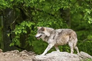 Hills: Eastern wolves (Canis lupus lycaon) walking on a little hill