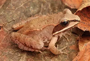 Ranidae: Eastern Wood Frog