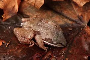 Hibernating: Eastern Wood Frog Hibernating