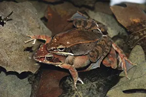 Ranidae: Eastern Wood Frogs