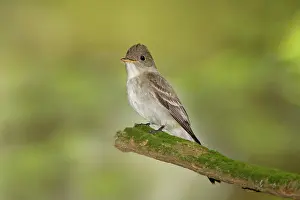 Contopus: Eastern Wood Pewee