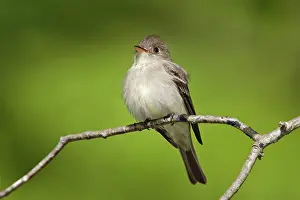 Contopus: Eastern Wood Pewee