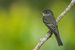 Contopus: Eastern Wood Pewee (Contopus virens)Putumayo, Colombia