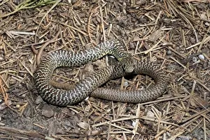 Coluber: Eastern yellow-bellied racer