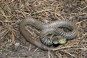 Coluber: Eastern yellow-bellied racer